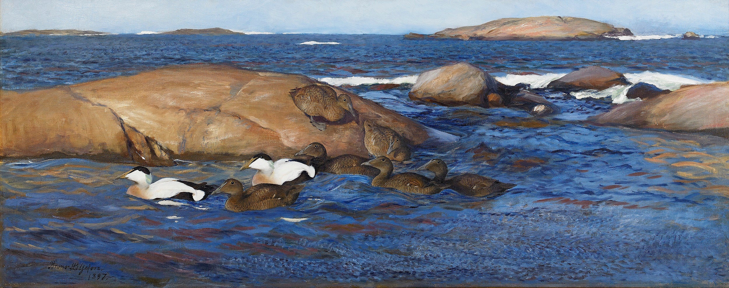 Eiders à duvet sur îlots rocheux - Bruno Liljefors