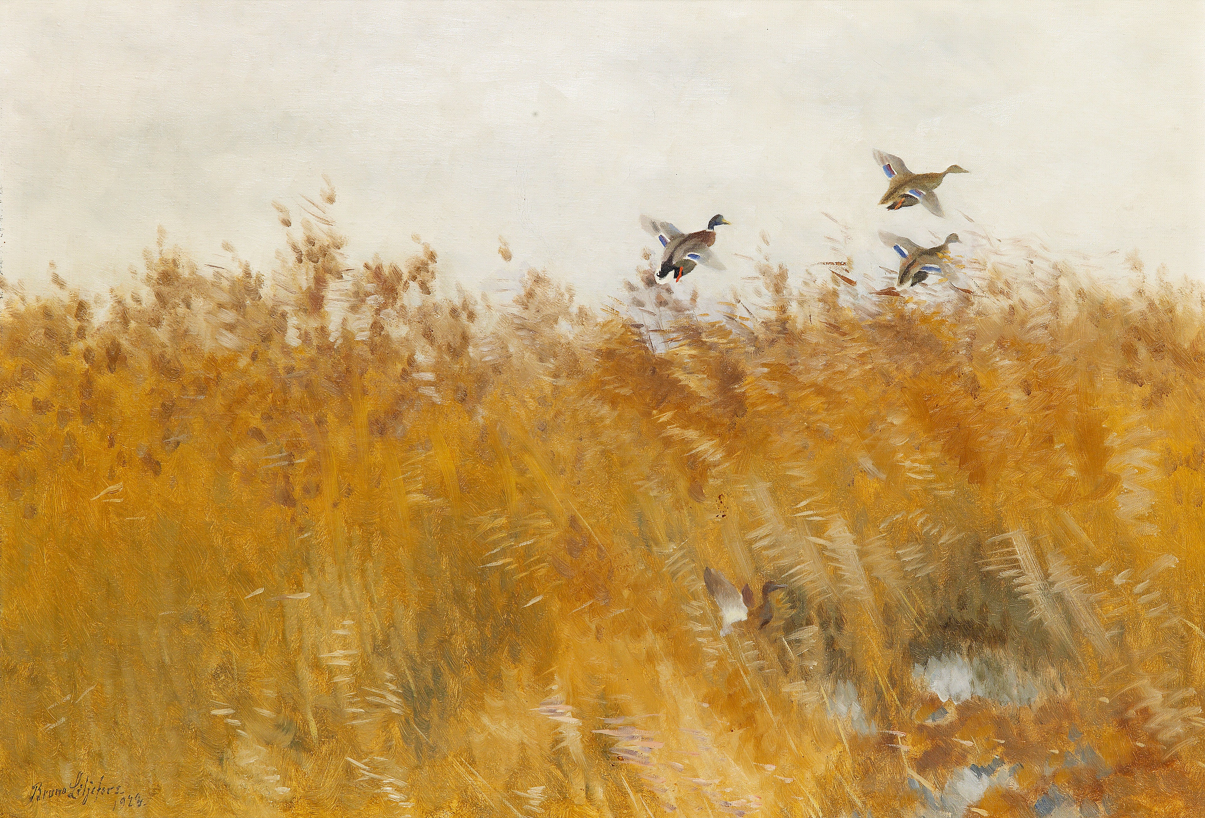 Canards colverts décollant - Bruno Liljefors