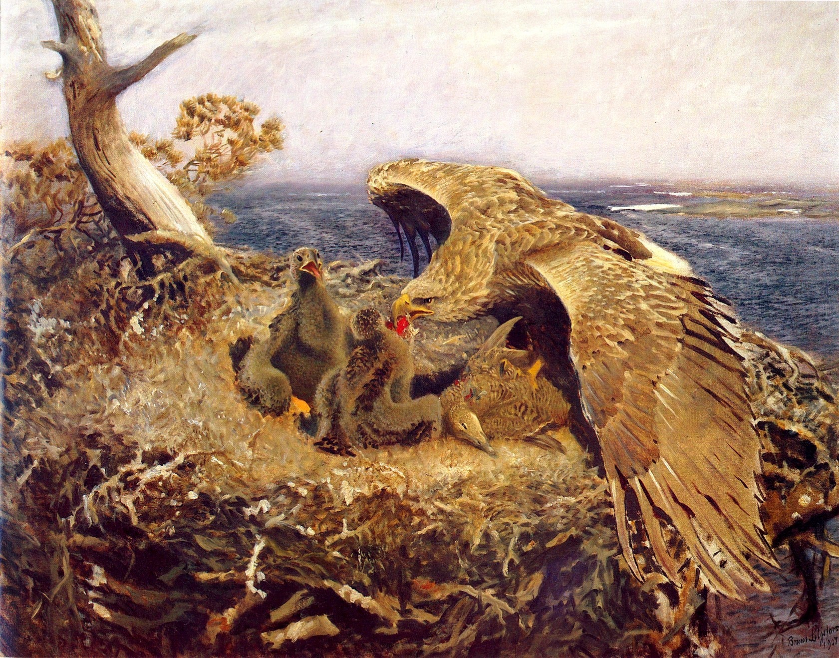 Nid d'aigle de mer - Bruno Liljefors