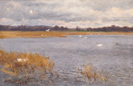 Des cygnes au cours d'eau - Bruno Liljefors