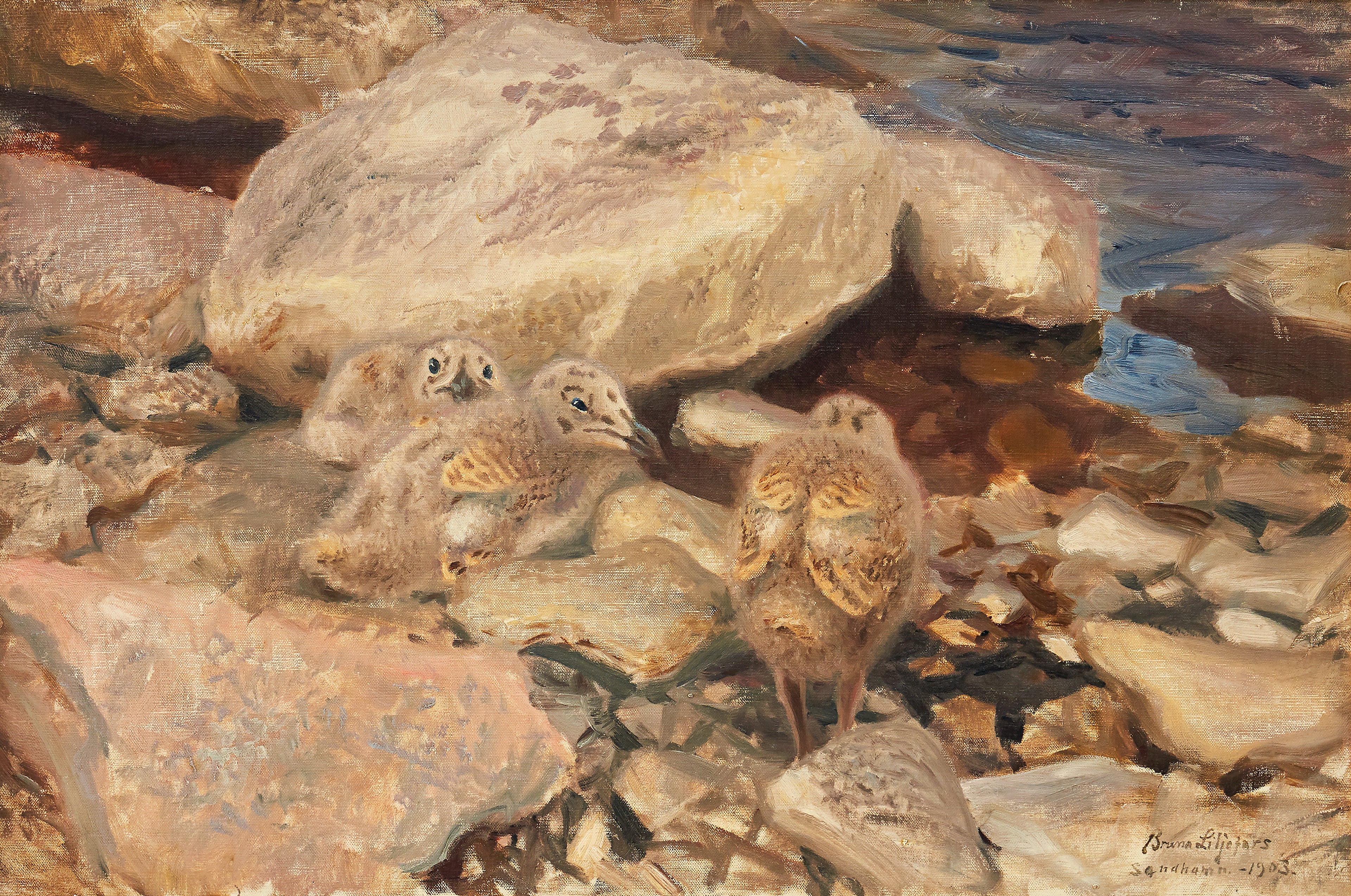 poussins de goéland argenté - Bruno Liljefors