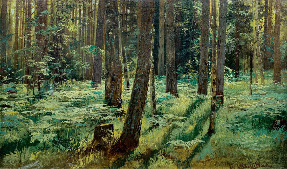 Fougères dans la forêt. Siverskaya. Étude - Ivan Chichkine