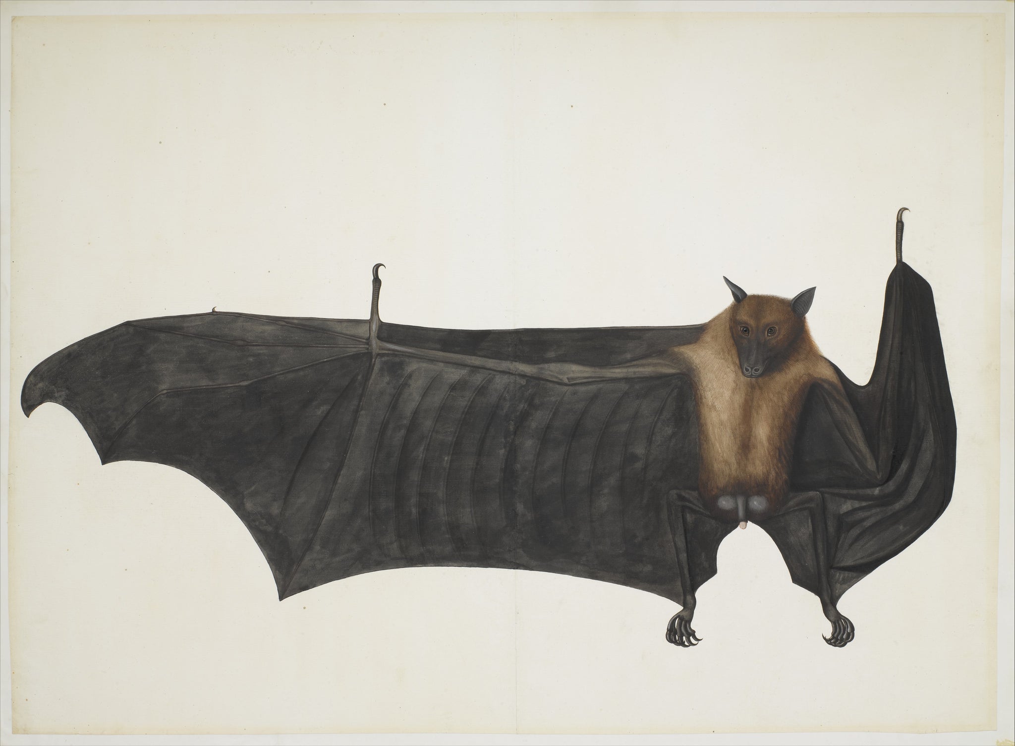 Bhawani Das, Great Indian Fruit Bat, ca. 1777–82, The Metropolitan Museum of Art, New York