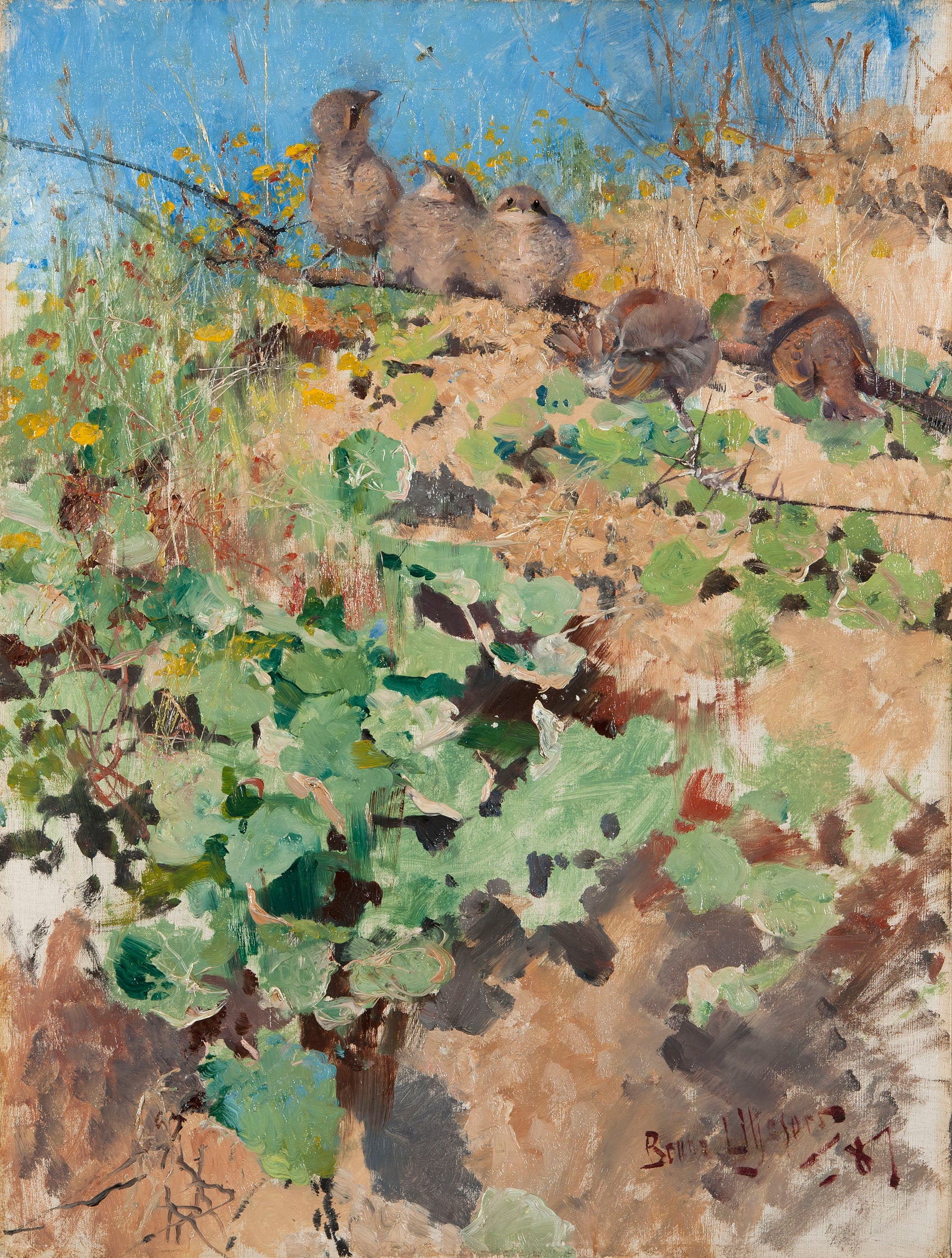 Nids de pie-grièche écorcheur - Bruno Liljefors