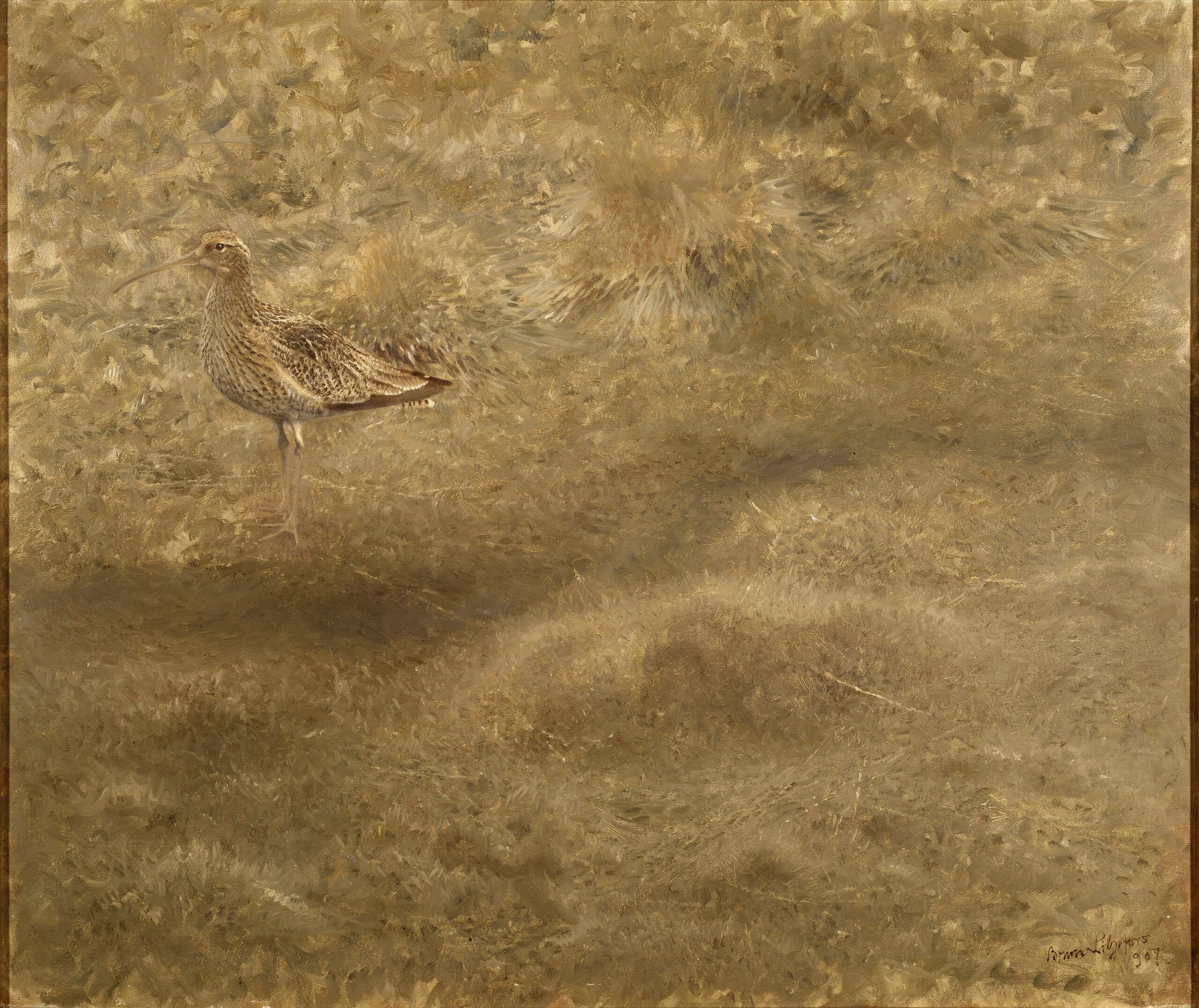 Courlis - Bruno Liljefors