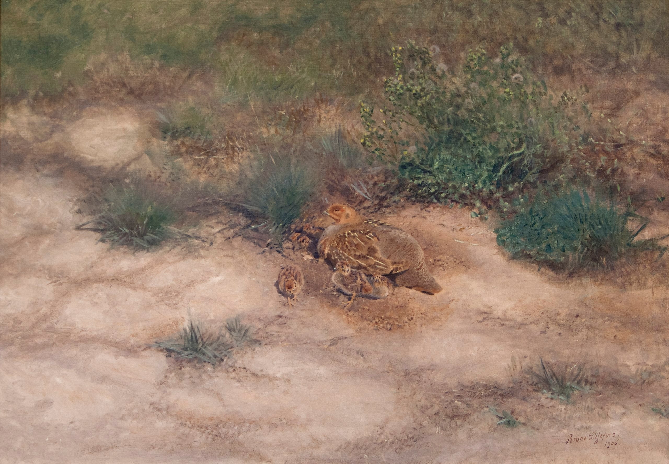 Couvée de perdrix - Bruno Liljefors