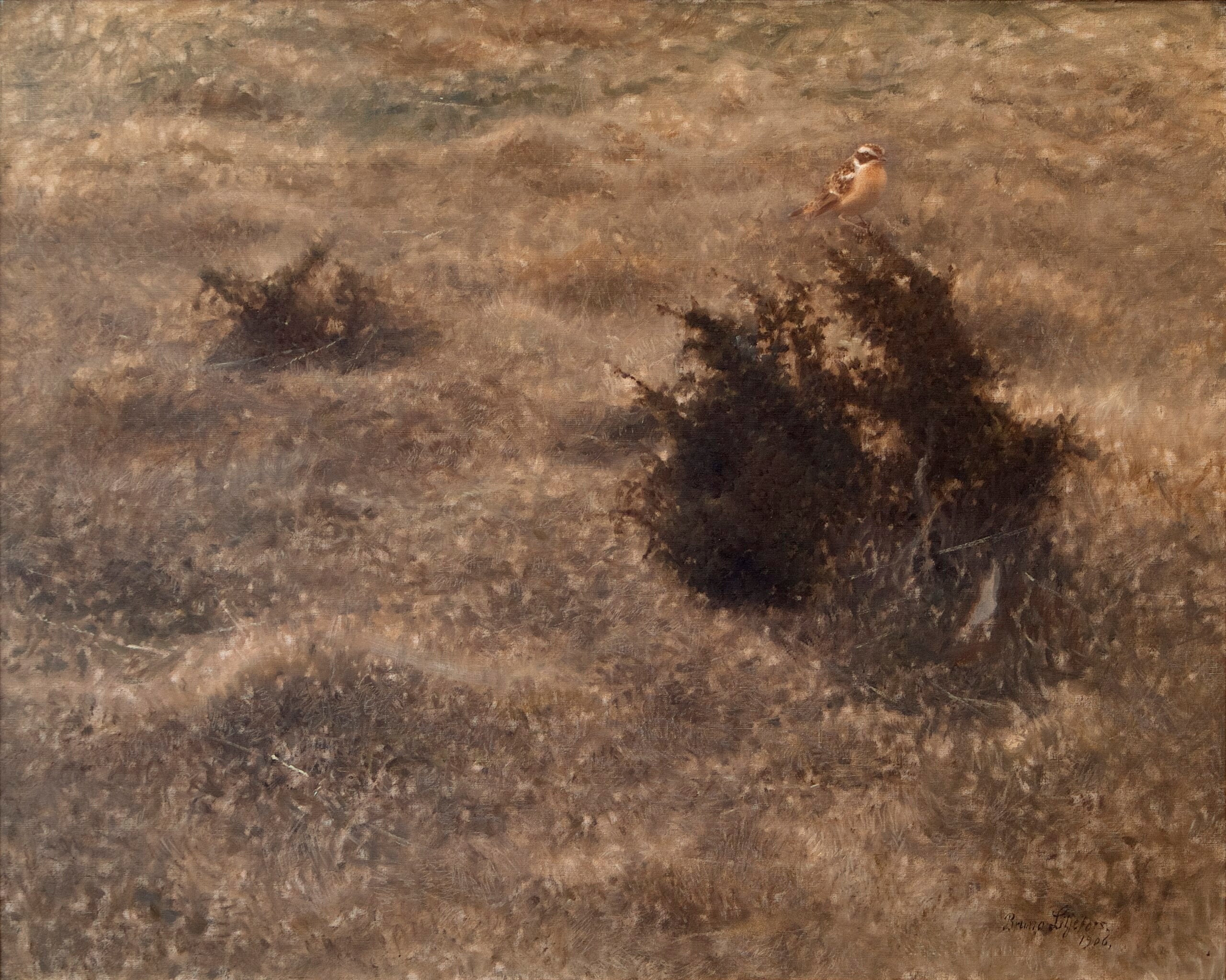 Traquet des prés - Bruno Liljefors