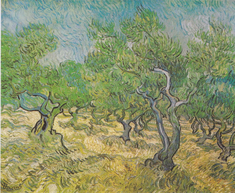 Champ d'oliviers - Vincent van Gogh