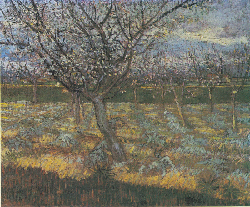 Abricotiers en fleurs, F556 – Vincent van Gogh