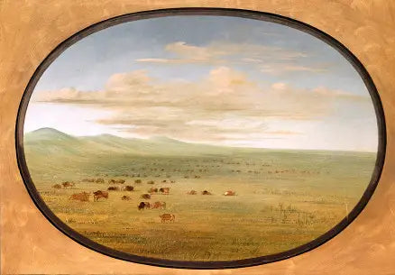 Bétail sauvage broutant dans la Pampa del Sacramento - George Catlin - Alpha Reproduction