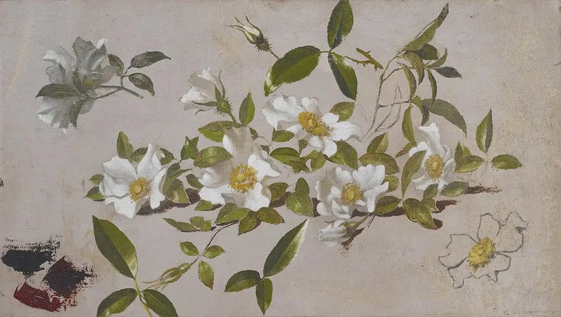 Branches de roses Cherokee - Martin Johnson Heade