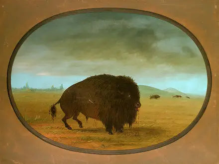 Buffle mâle blessé - George Catlin - Alpha Reproduction