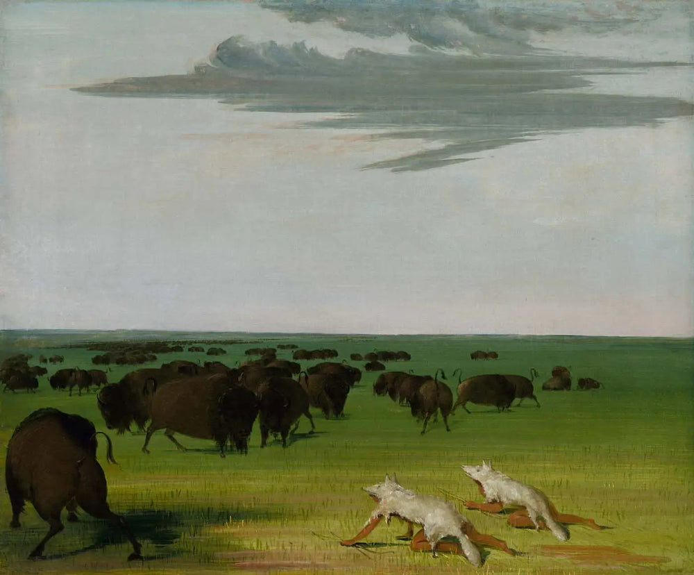 Chasse au bison sous le masque de peau de loup - George Catlin - Alpha Reproduction