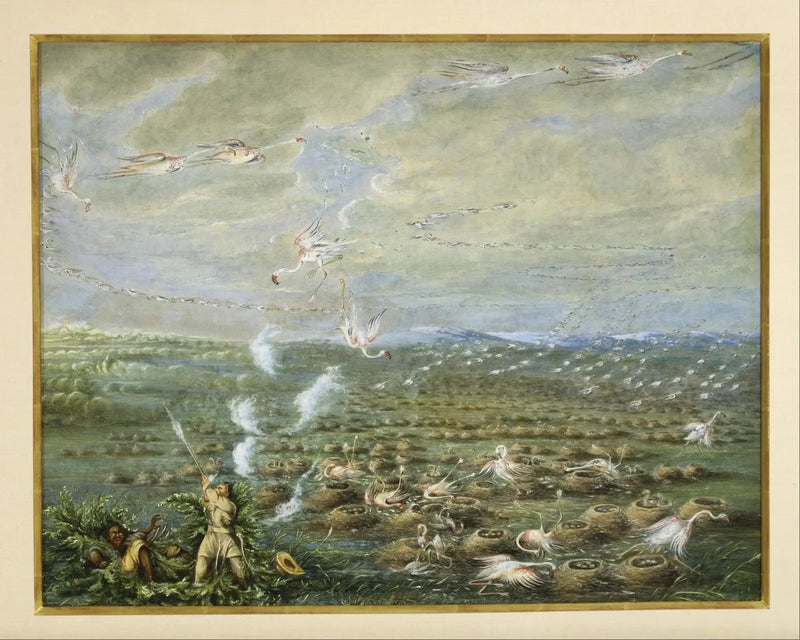 Chasse aux flamants roses en Amérique du Sud - George Catlin