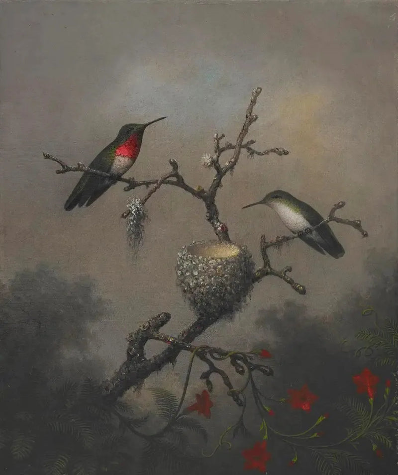 Colibri à gorge rubis - Martin Johnson Heade