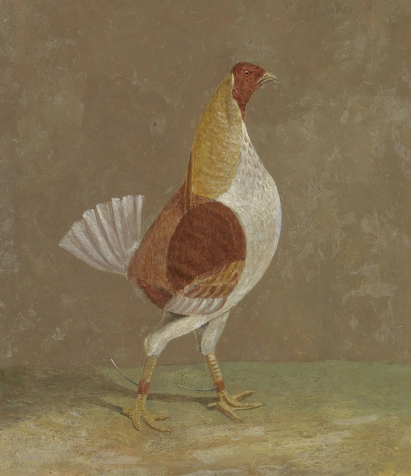 Coqs de combat : un coq de combat à poitrine pâle, tourné vers la droite - John Frederick Herring, Sr.