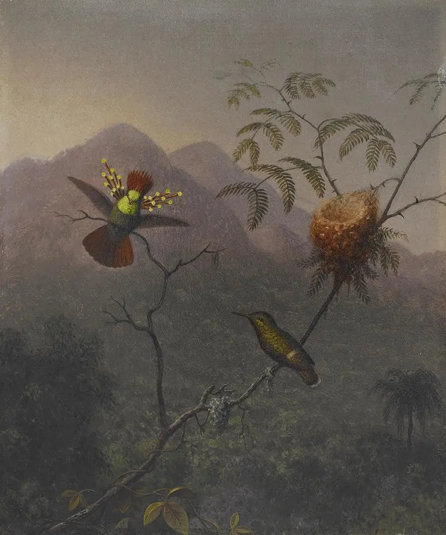 Coquette touffue - Martin Johnson Heade - Alpha Reproduction