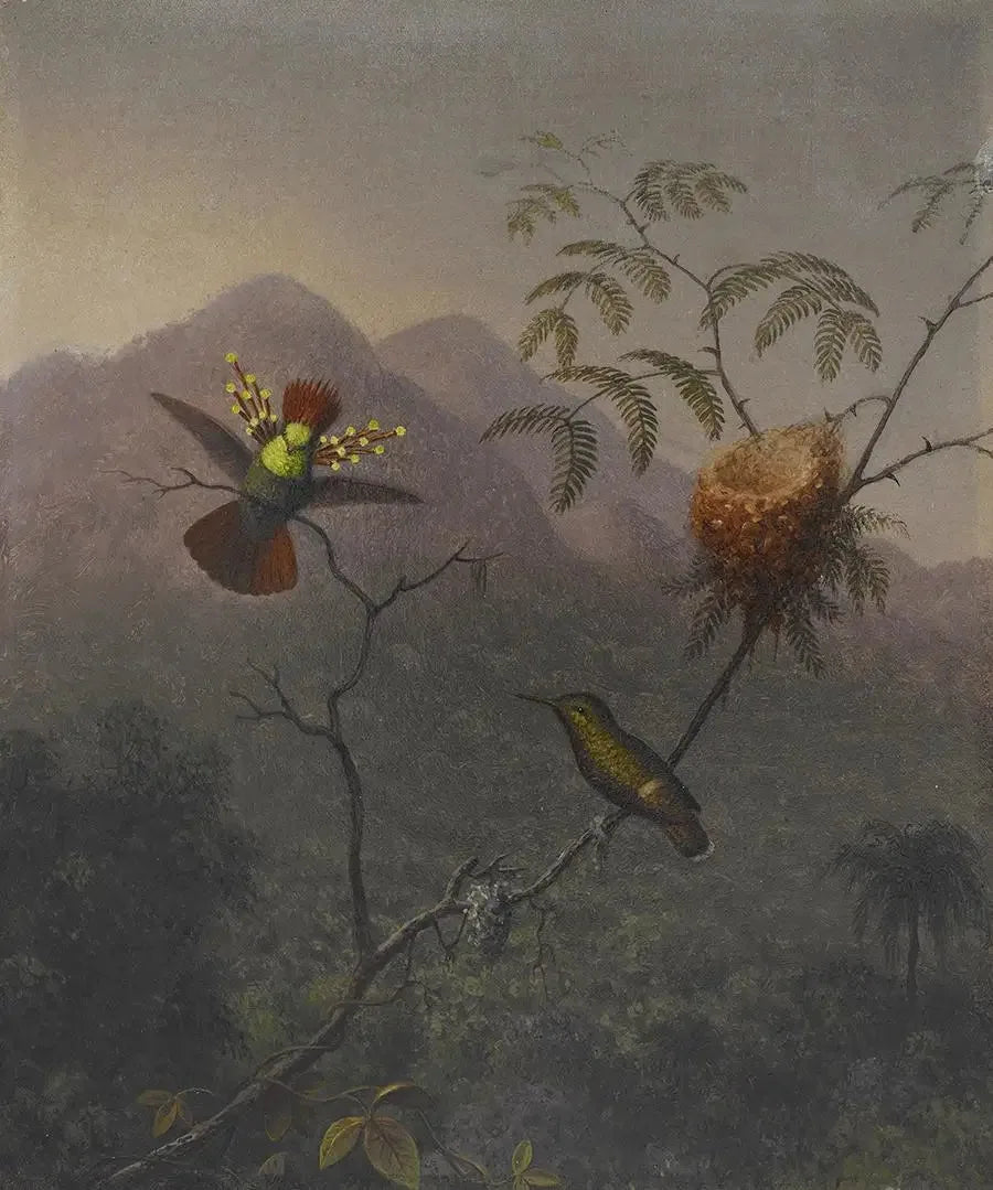 Coquette touffue - Martin Johnson Heade