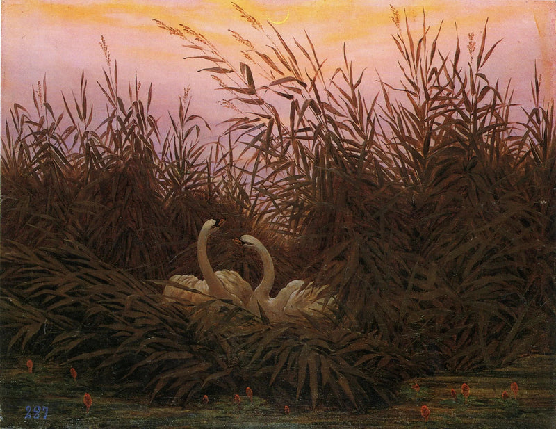 Cygnes dans les roseaux à la première aube - Caspar David Friedrich