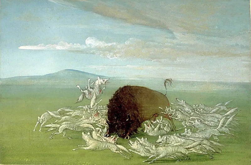 Des loups blancs attaquent un bison mâle - George Catlin