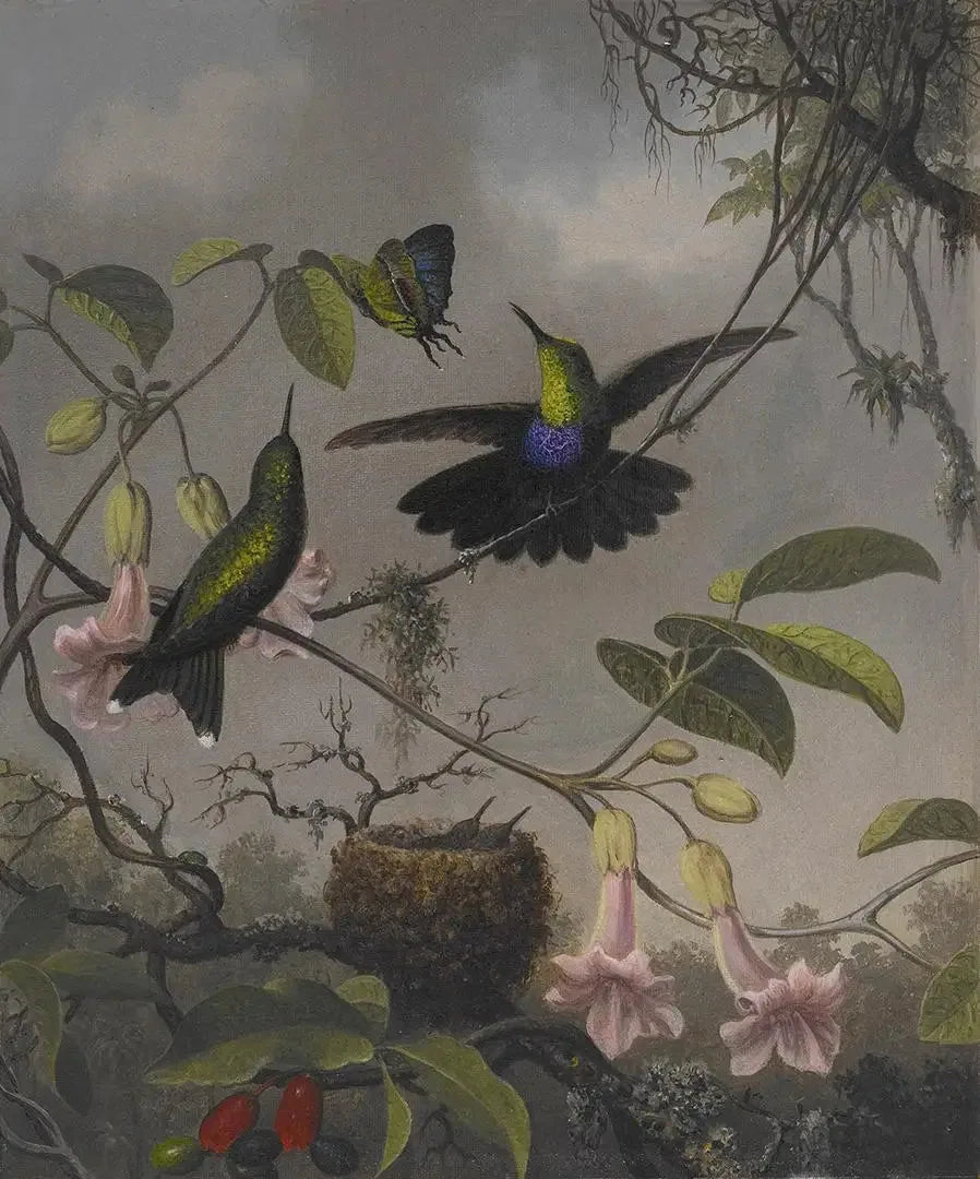 Dryade à queue fourchue - Martin Johnson Heade