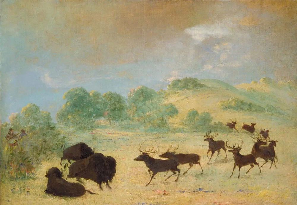 Élan et bison faisant connaissance, Texas - George Catlin image 1 reproduction réalisée par Alpha Reproduction