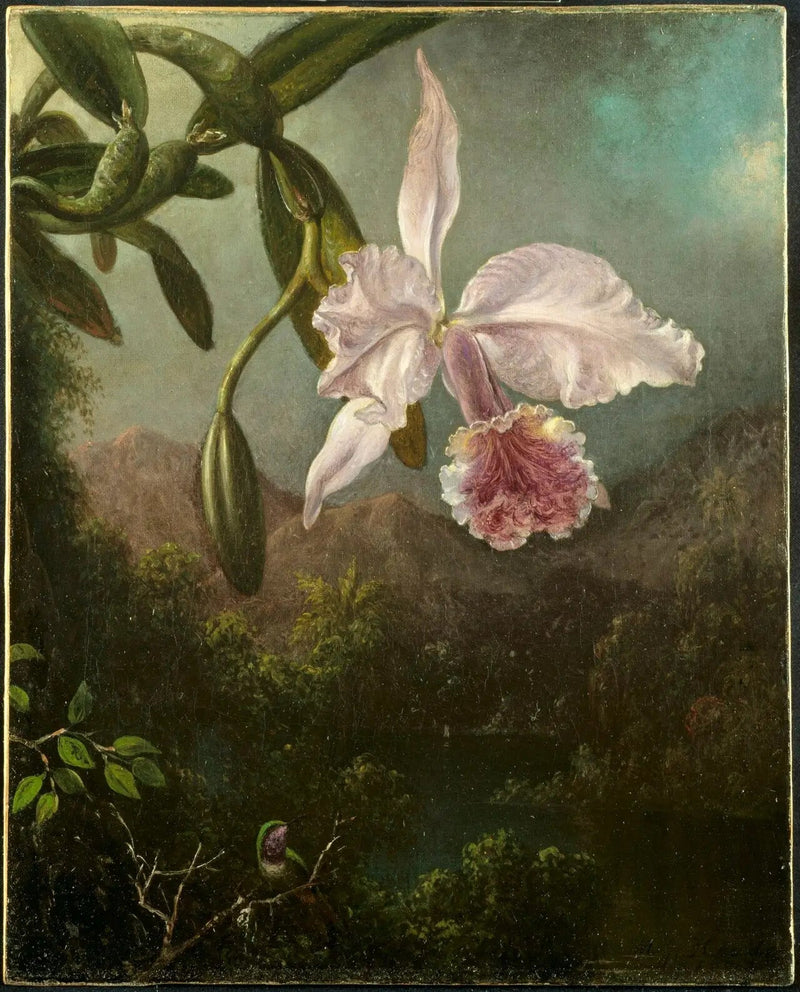 Fleurs d'orchidées - Martin Johnson Heade