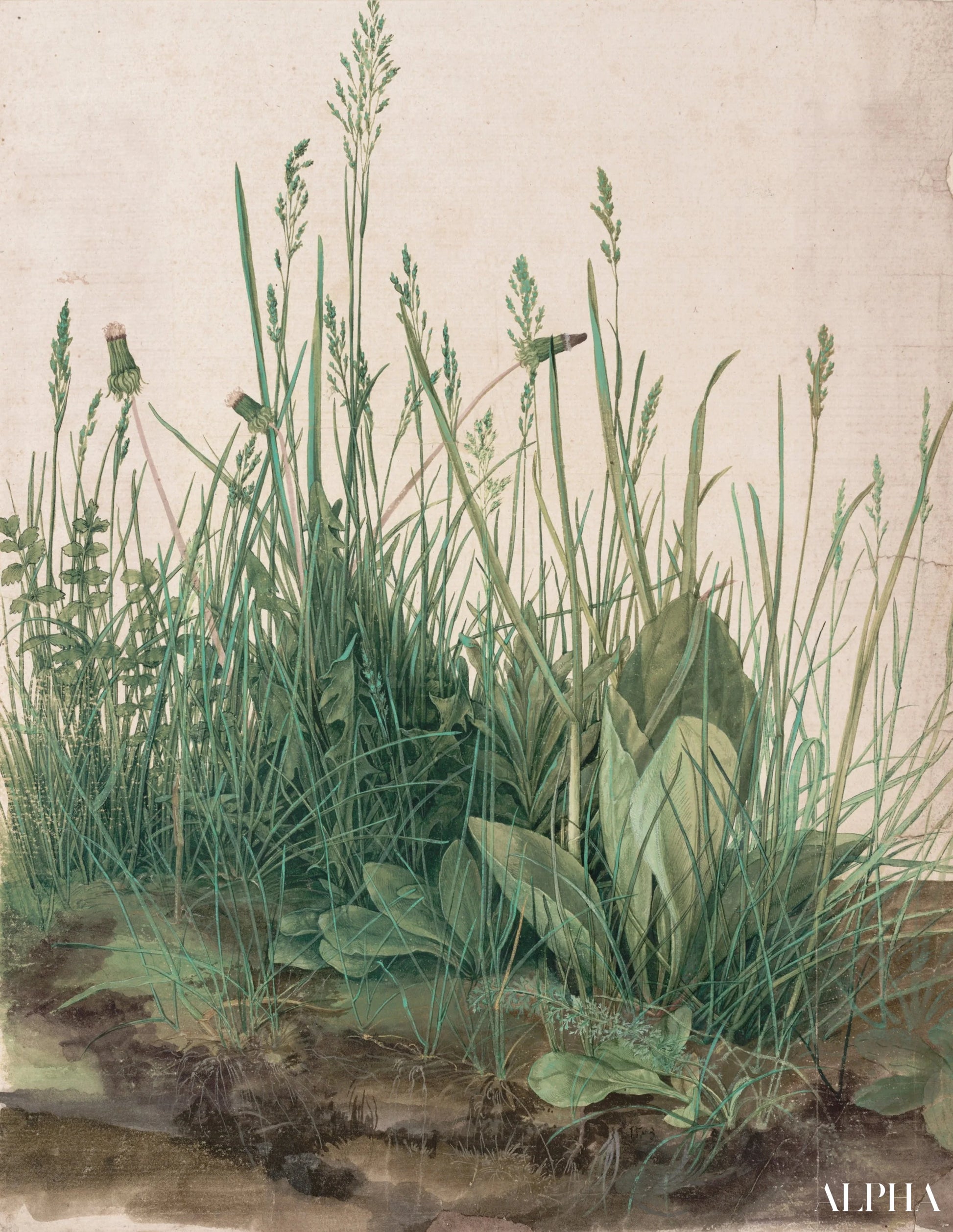 Reproduction du tableau « Grande Touffe d'herbes - Albrecht Dürer » par Alpha Reproduction en peinture à l’huile