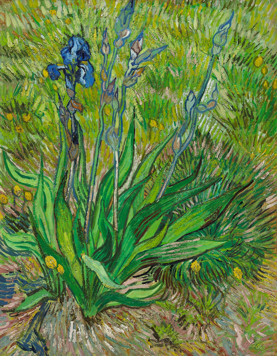 L’Iris, F601 – Vincent van Gogh