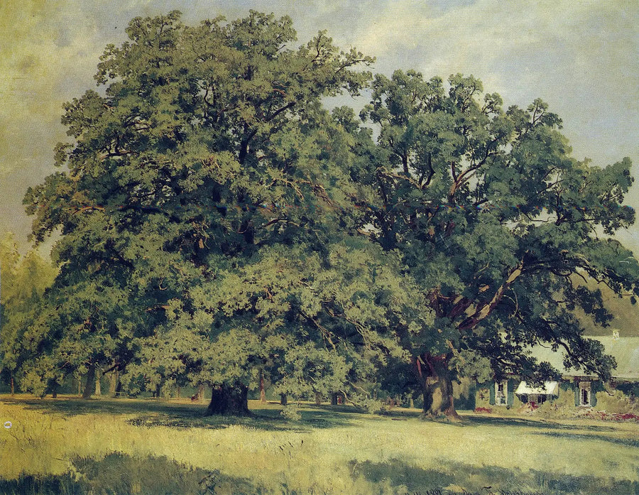 Le chêne de Mordvinovo - Ivan Chichkine