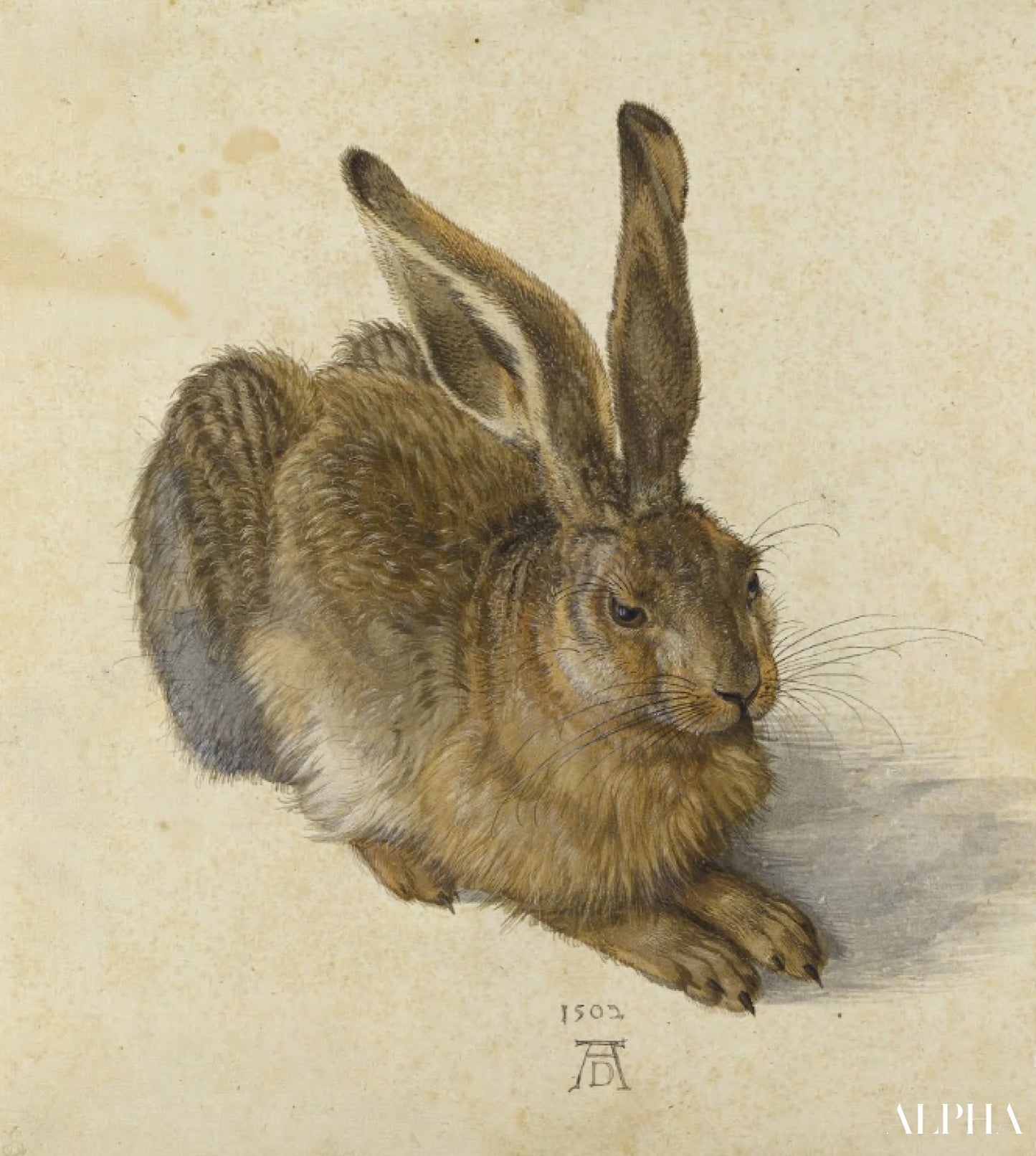 Reproduction du tableau « Le Lièvre - Albrecht Dürer » par Alpha Reproduction en peinture à l’huile