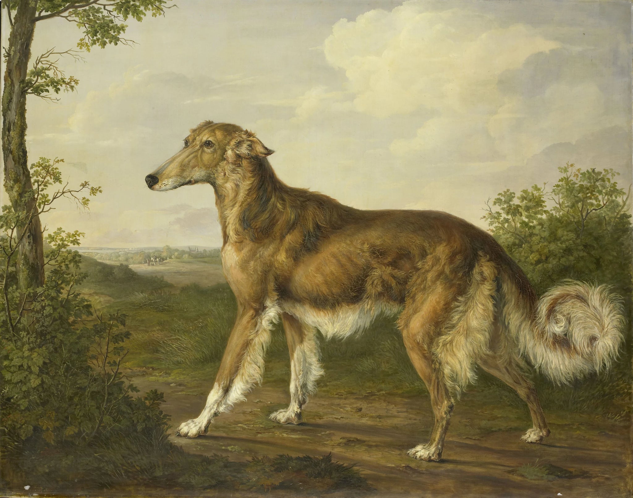 Lévrier de Sibérie - Jan Dasveldt