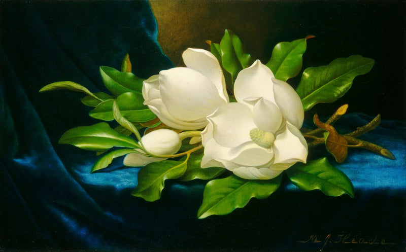 Magnolias géants sur velours bleu - Martin Johnson Heade