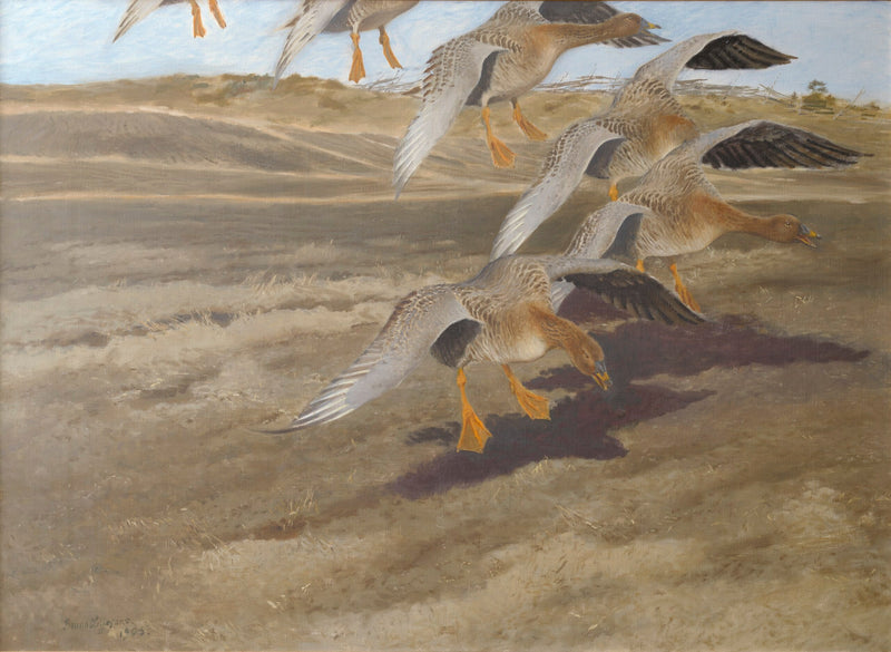 oies sauvages - Bruno Liljefors