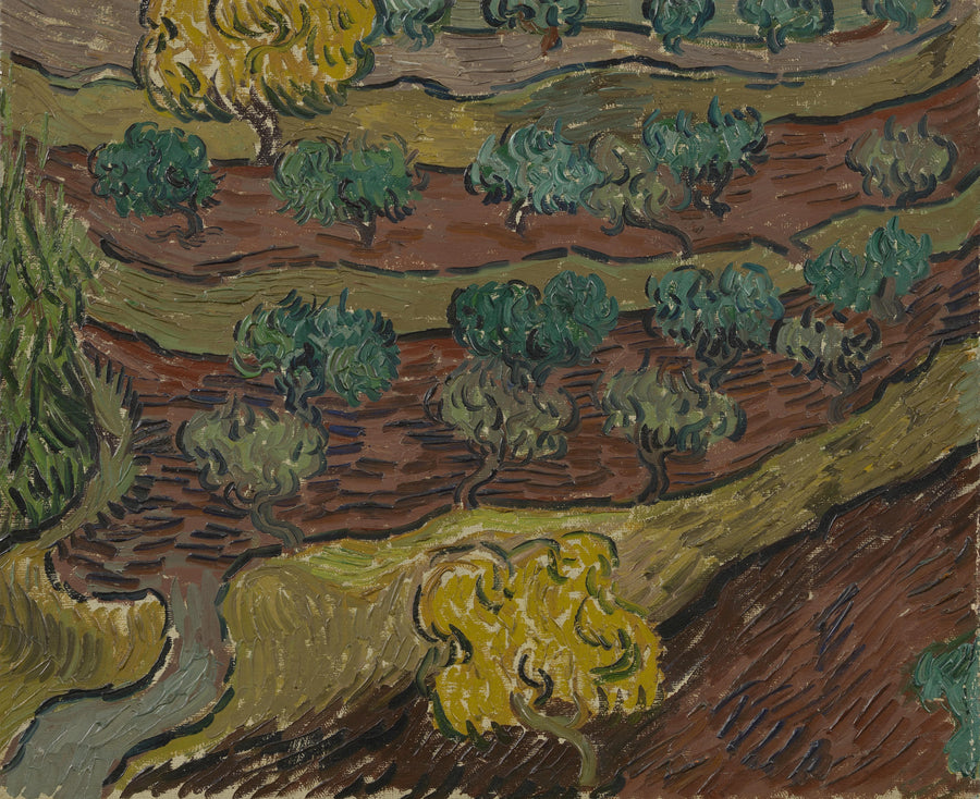 Oliviers sur une colline, F716 – Van Gogh
