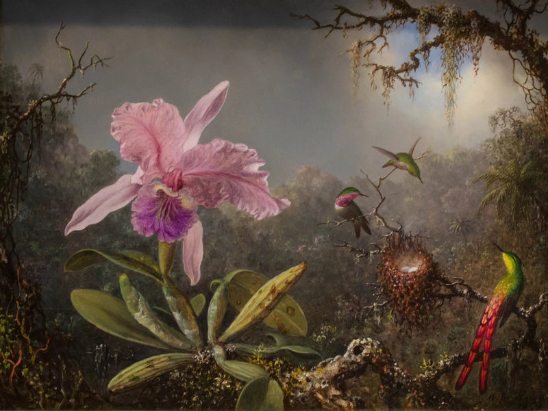 Orchidée Cattleya et trois colibris - Martin Johnson Heade