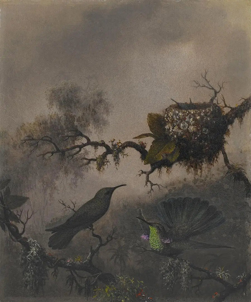 Oreille violette à ventre blanc - Martin Johnson Heade