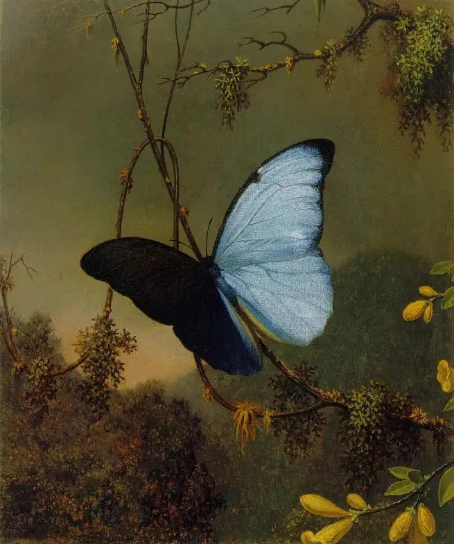 Papillon Morpho bleu - Martin Johnson Heade