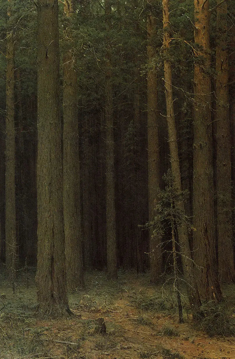 Réserve forestière. Pinède - Ivan Chichkine