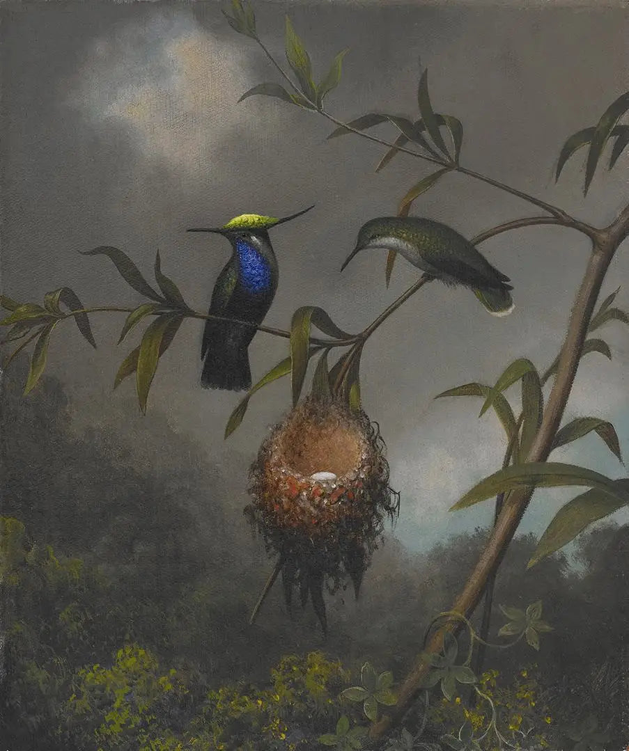 Roitelet à poitrine noire - Martin Johnson Heade image 1 reproduction de peinture à l’huile