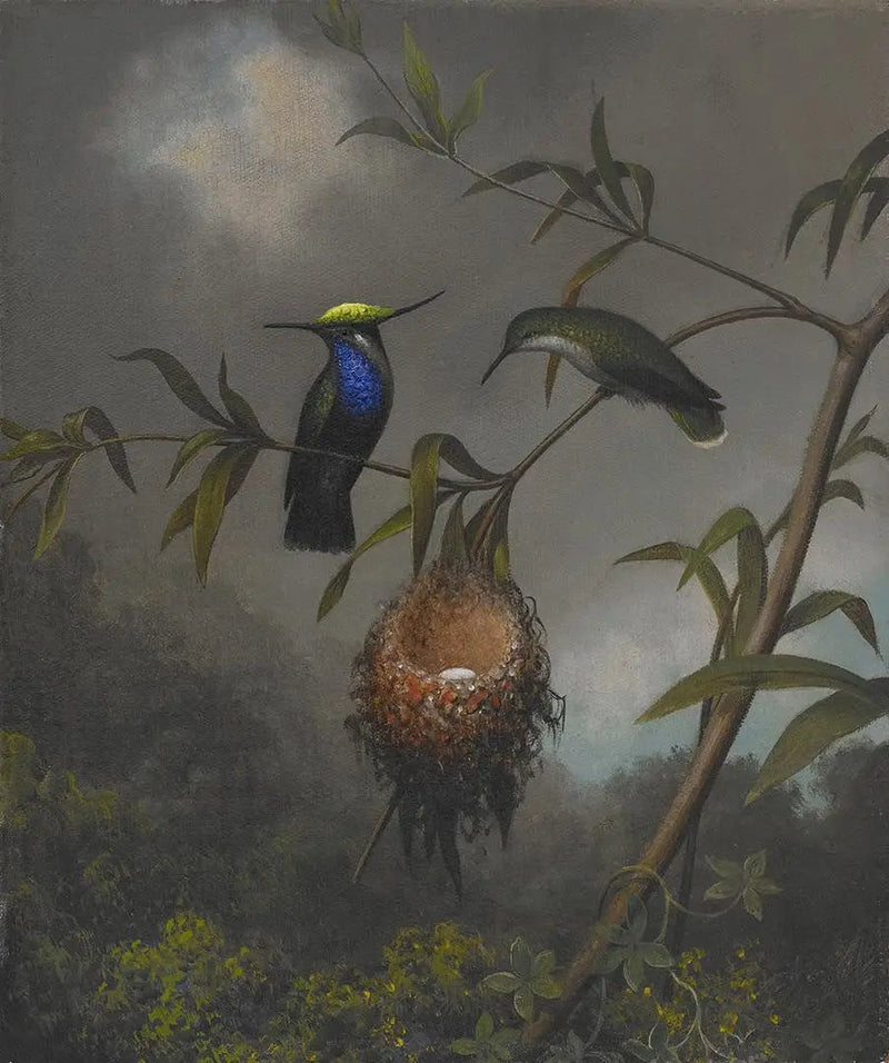 Roitelet à poitrine noire - Martin Johnson Heade