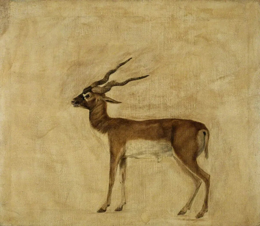Un antilope cervicapre - George Stubbs