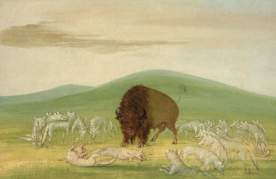 Un bison blessé entouré de loups blancs - George Catlin