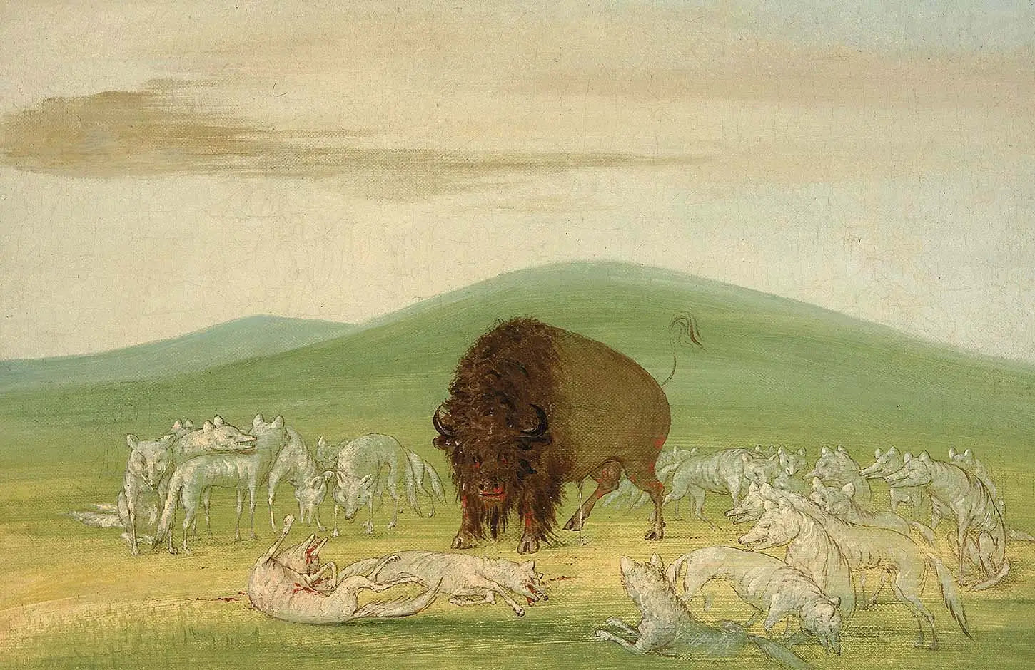 Un bison blessé entouré de loups blancs - George Catlin - Alpha Reproduction