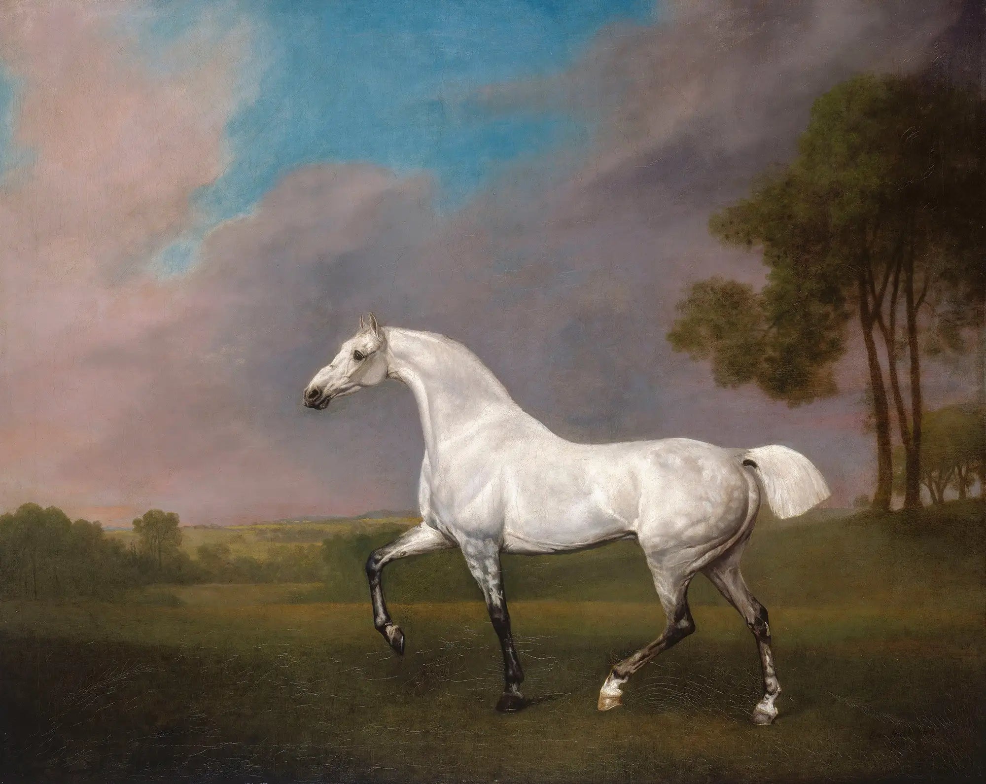 Un cheval gris - George Stubbs - Alpha Reproduction
