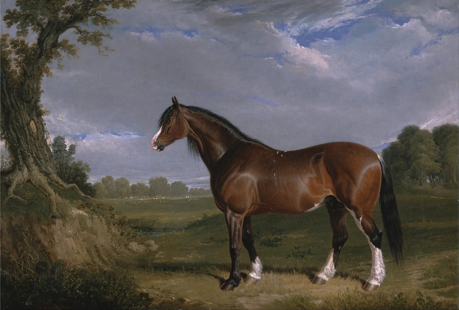 Un étalon Clydesdale - John Frederick Herring, Sr.