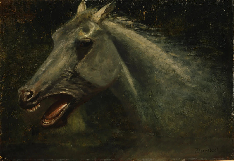 Un étalon sauvage - Albert Bierstadt