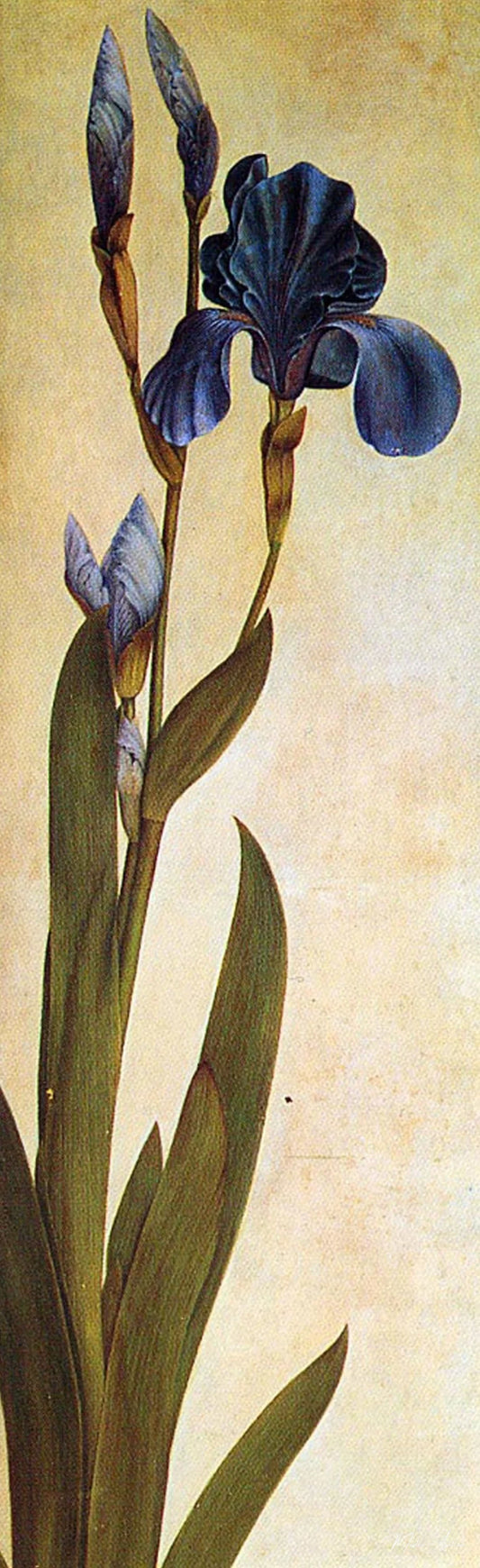 Un Iris - Albrecht Dürer - Reproductions de tableaux et peintures haut de gamme