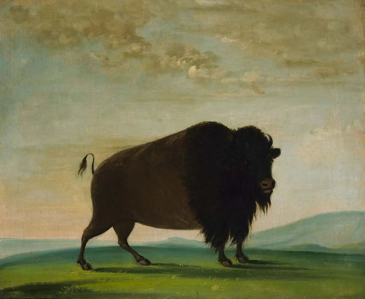 Vache bison broutant dans la prairie - George Catlin - Alpha Reproduction